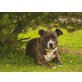 Spike, Amerikanischer Staffordshire-Terrier - Rüde