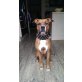 Spike, Amerikanischer Staffordshire-Terrier - Rüde