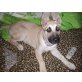 Spike, Belgischerweiser schäferhund und dagel Welpen - Rüde