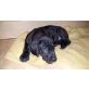 Spike, Deutsche Dogge Welpen - Rüde