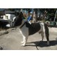 Spike, Französische Bulldogge - Rüde