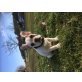 Spike, Französische Bulldogge - Rüde