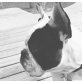 Spike, Französische Bulldogge - Rüde