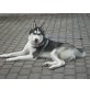 Spike, Husky - Rüde