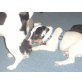 Spike, Jack-Russell-Terrier - Rüde