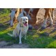 Spike, Labrador Retriever - Rüde