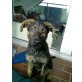 Spike, Labrador Schäferhund Mix *super lieb* - Rüde