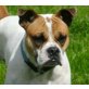 Spike, Olde English Bulldogge - Rüde