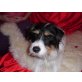 Spike, Parson-Russell-Terrier - Rüde