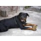 Spike, Rottweiler-DSH-Mix - Rüde