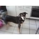 Spike, Schäferhund Hovawart - Rüde