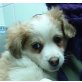 Spike, Terriermischling Welpen - Rüde