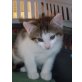 Spike, Weiß grau getigerter Kater - Kater