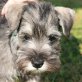Spike, Zwergschnauzer Welpen - Rüde