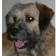 Spikey, Schnauzermischling - Rüde