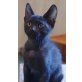 Spiky, Mischling - Kater