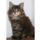 Spirit + Rose, Maine Coon - Katze