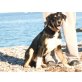 Spithas, Mischling - Rüde