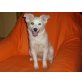 Spitz - JRT Welpen - Hündin
