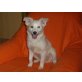 Spitz - JRT Welpen - Hündin
