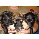 Spitz,Jackrussel Mischlinge´s Welpen. Welpen - Hündin