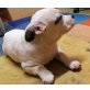 Spitz mix Bulldogge Welpen - Rüde
