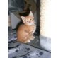 Spitzname 'Bubi', Maine Coon - Kater