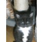 Spitzname 'weißes Goschi', Maine Coon - Kater