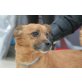 Spooky, lieber Familienhund - Rüde