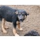 Spoon, Mischling - Rüde