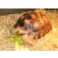 Sporenschildkröten