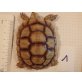 Sporenschildkröten