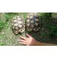 Sporenschildkröten