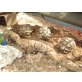 Sporenschildkröten