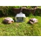 Sporenschildkröten - männlich