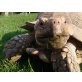 Sporenschildkröten - männlich