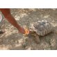 Sporenschildkröten - männlich