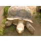 Sporenschildkröten - männlich
