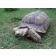 Sporenschildkröten - weiblich