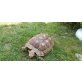 Sporenschildkröten - weiblich