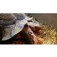Spornschildkröte - männlich