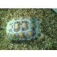 Spornschildkröten