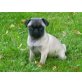 Sportliche Mops Welpen in schwarz und beige, Mops - Hündin