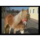 Sportlicher Traum Haflingerwallach - Wallach