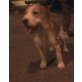 Spot 2, Beagle-Mix - Rüde