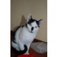 Spot, Mischling - Kater
