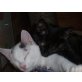 Spotty, Hauskatzen - Kater
