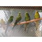 Springsittich