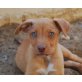 Sprite, Australian Shepherd Mix Welpen - Rüde