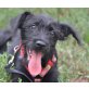 Sprite, Schnauzer Welpen - Rüde